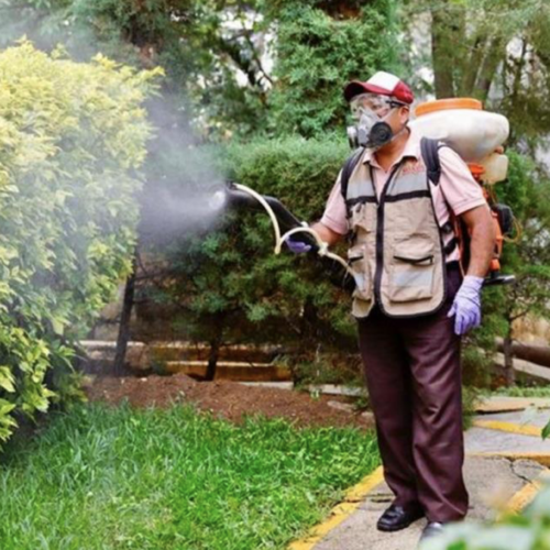 Suman 6 muertes y 2 mil 690 casos de dengue en Oaxaca, la mayoría en Valles Centrales